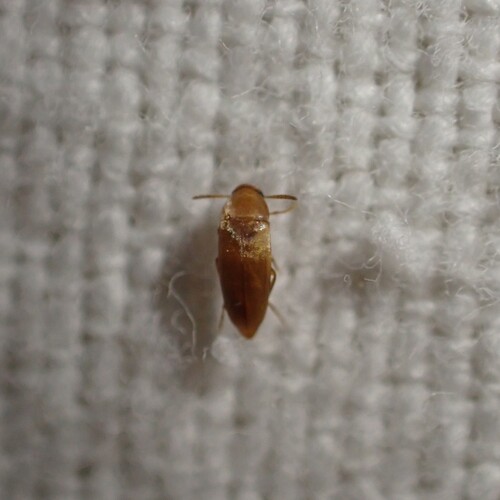 Pentaria
