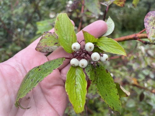 red osier dogwood