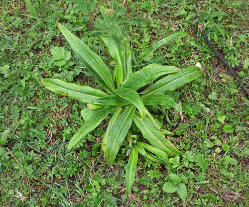 Gentiana macrophylla, photograph 2
