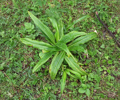 Gentiana macrophylla, photograph (c) Oleg Kosterin, some rights reserved (CC BY)