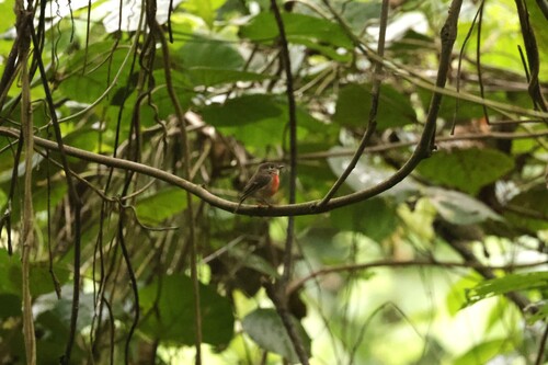 Pacific Robin
