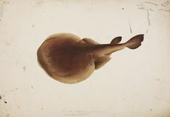 Japanese Sleeper Ray photo 4
