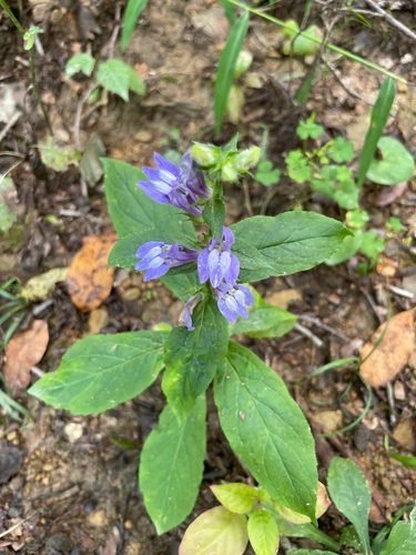 great blue lobelia