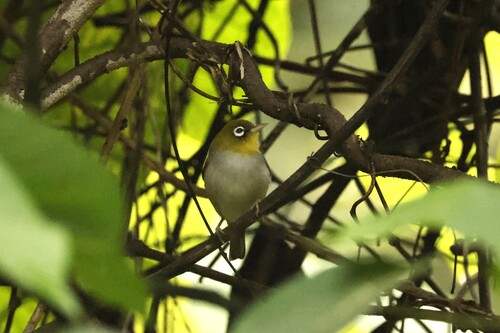 Silvereye