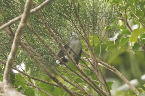 Slaty Monarch