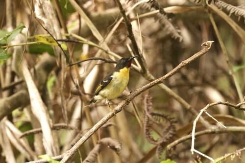 Sulphur-breasted Myzomela