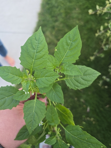 eastern black nightshade