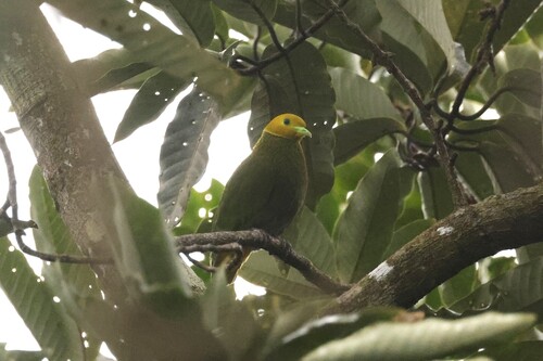 Whistling Dove