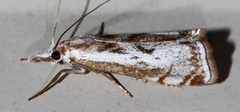 Microcrambus croesus