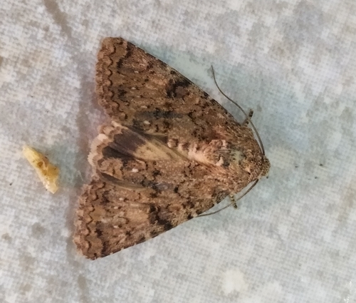 Recoropha canteneri