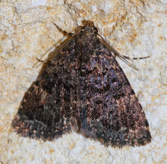 Metalectra diabolica