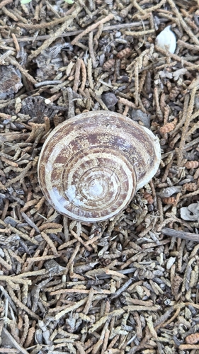 Chocolate-band Snail