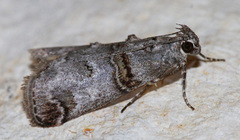 Oneida grisiella