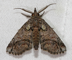 Paectes pygmaea