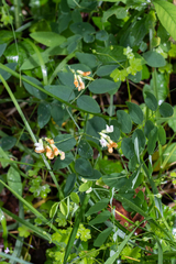 Lathyrus holochlorus