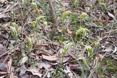 Pterostylis ampliata