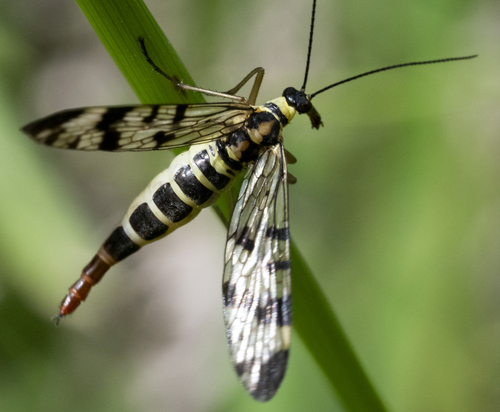 Common European Scorpionfly