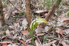Pterostylis ampliata