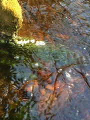 Fontinalis novae-angliae