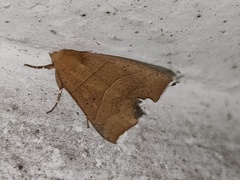 Goniocraspidum pryeri