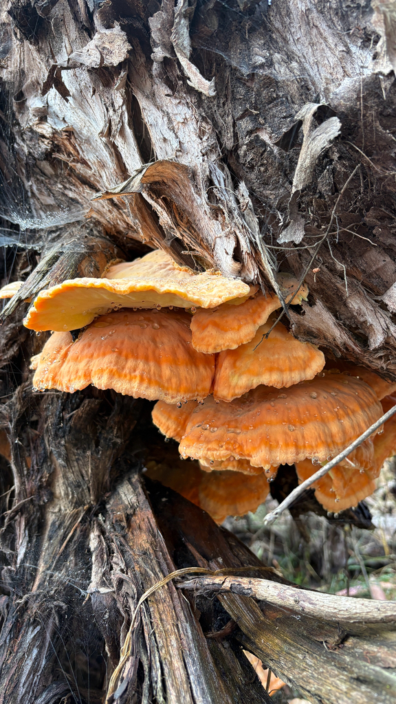 Western Hardwood Sulphur Shelf · September 2026 · photo: Photo: (c) Mary Jantsch, some rights reserved (CC BY) · iNaturalist