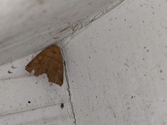 Goniocraspidum pryeri