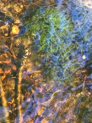 Fontinalis dalecarlica