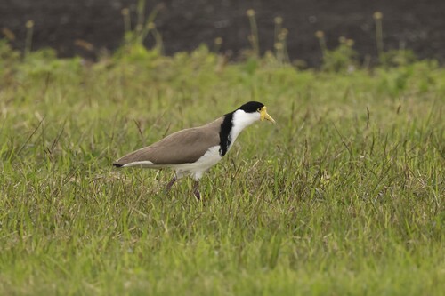Masked Lapwing