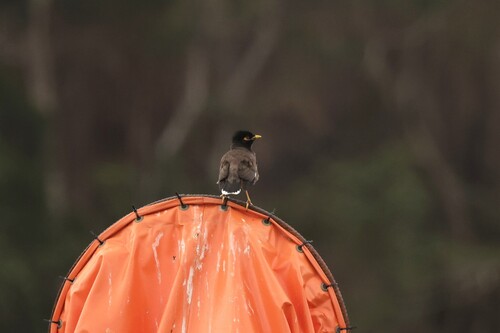 Common Myna
