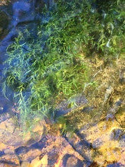 Fontinalis dalecarlica