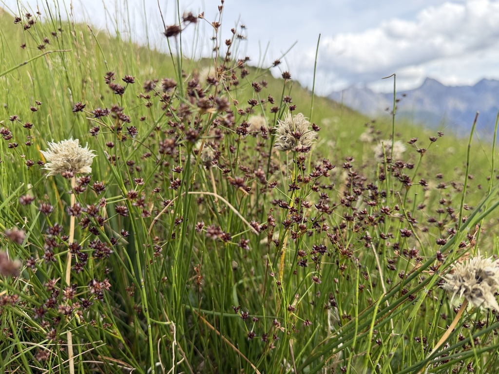 Juncus alpinoarticulatus; photograph (c) Katrin Simon, some rights reserved (CC BY)