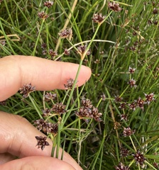 (c) Katrin Simon, some rights reserved (CC BY) Juncus alpinoarticulatus, photograph (c) Katrin Simon, some rights reserved (CC BY)
