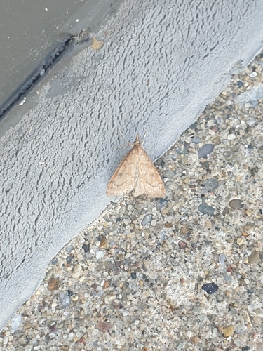 Celery Leaftier Moth