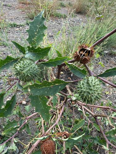 jimsonweed