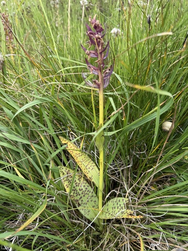 Dactylorhiza majalis, 2026-08-26