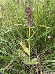 Dactylorhiza majalis