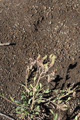 Phacelia secunda, photograph (c) Grzegorz Grzejszczak, some rights reserved (CC BY-SA)