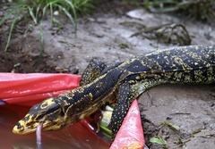 Varanus cumingi