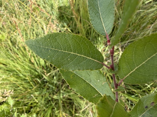 Salix myrsinifolia, photograph 3
