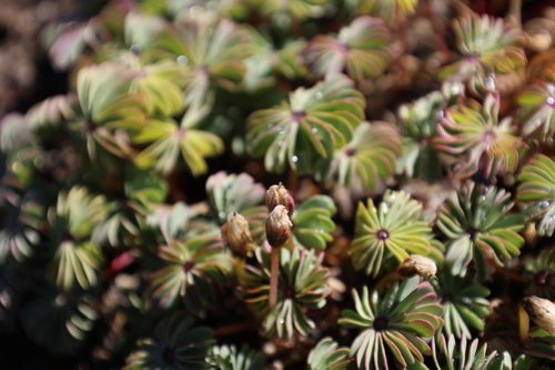 Oxalis adenophylla, photograph 4
