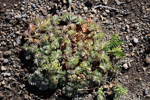 Oxalis adenophylla, photograph 5