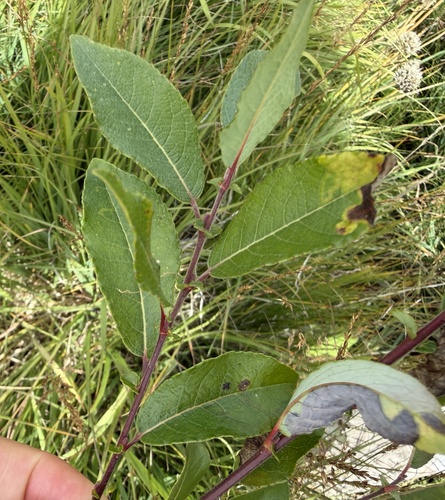Salix myrsinifolia, photograph 5