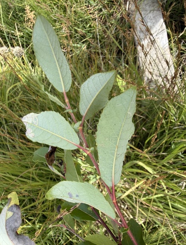 Salix myrsinifolia, photograph 6