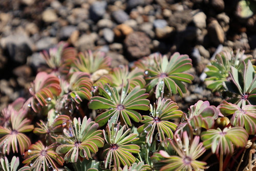 Oxalis adenophylla, photograph 3
