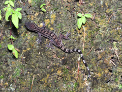 Cyrtodactylus