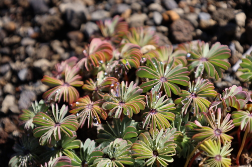 Oxalis adenophylla, photograph 2