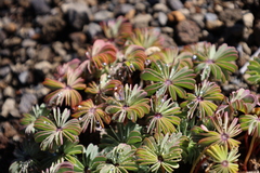 Oxalis adenophylla, photograph (c) Grzegorz Grzejszczak, some rights reserved (CC BY-SA)