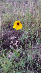 Thelesperma simplicifolium