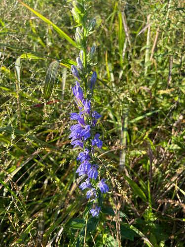 great blue lobelia