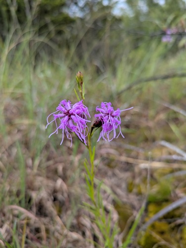 Liatris cylindracea, photograph 2